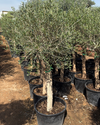 Olive Tree