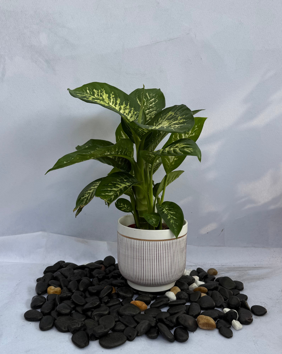 Dieffenbachia