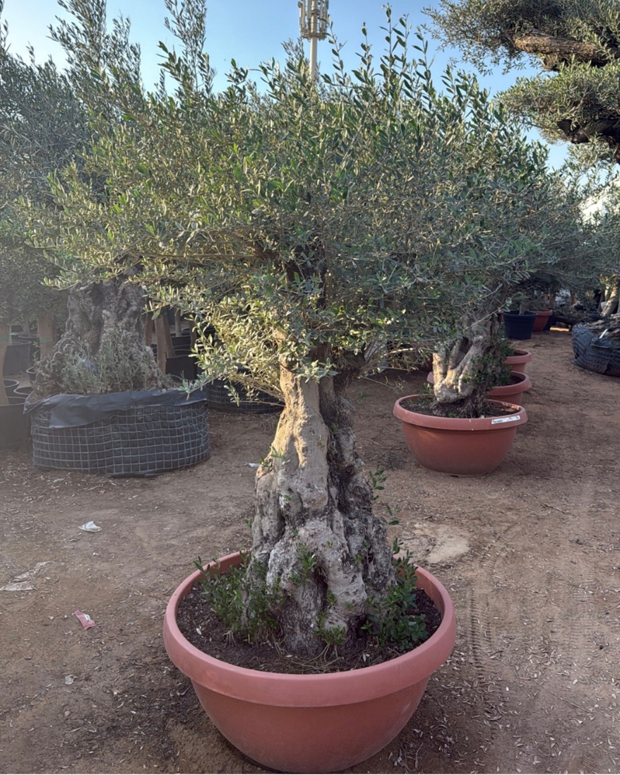 Olive Tree