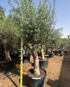Olive Tree