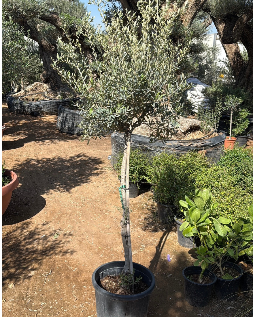Olive Tree