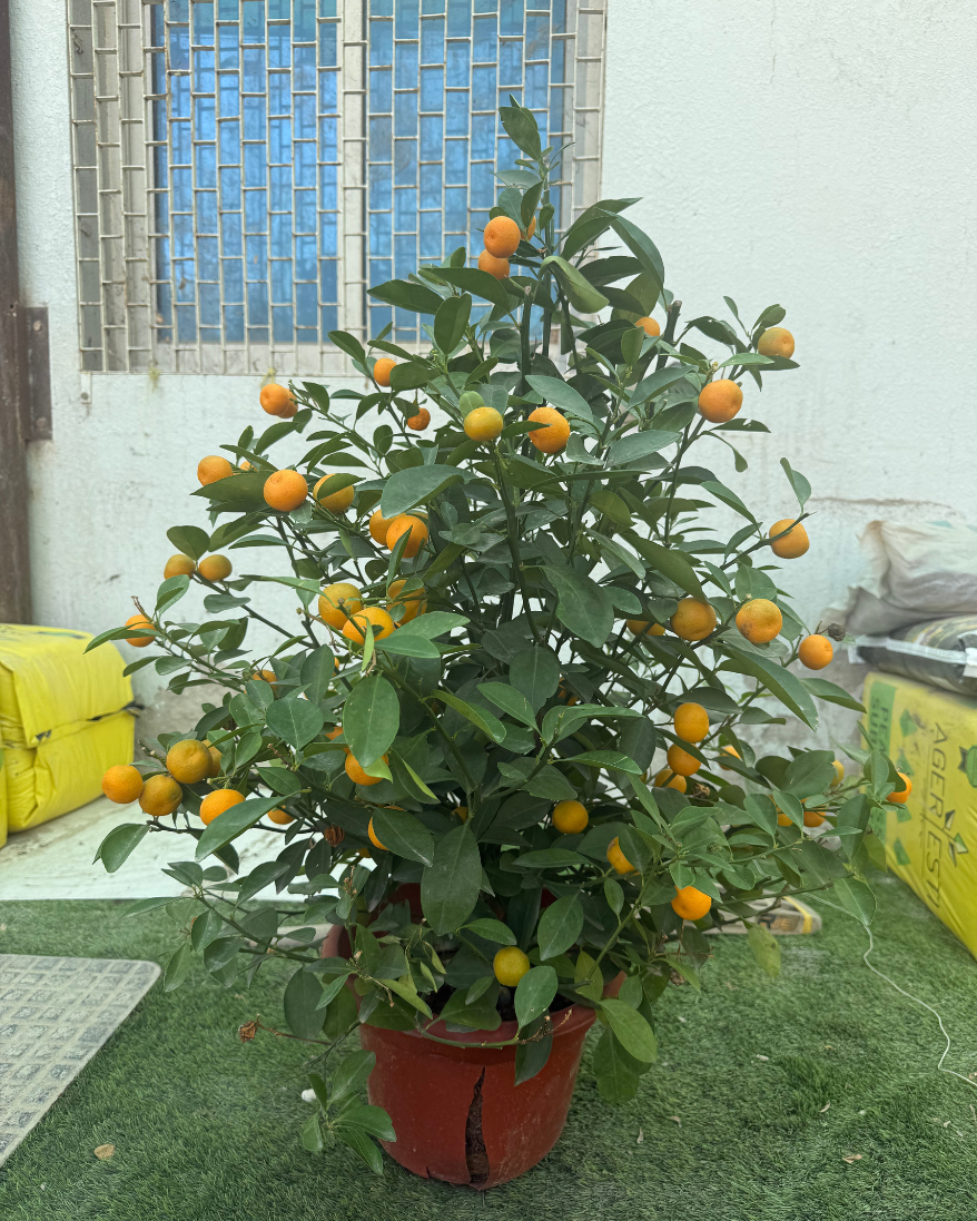 Citrus Mandarin