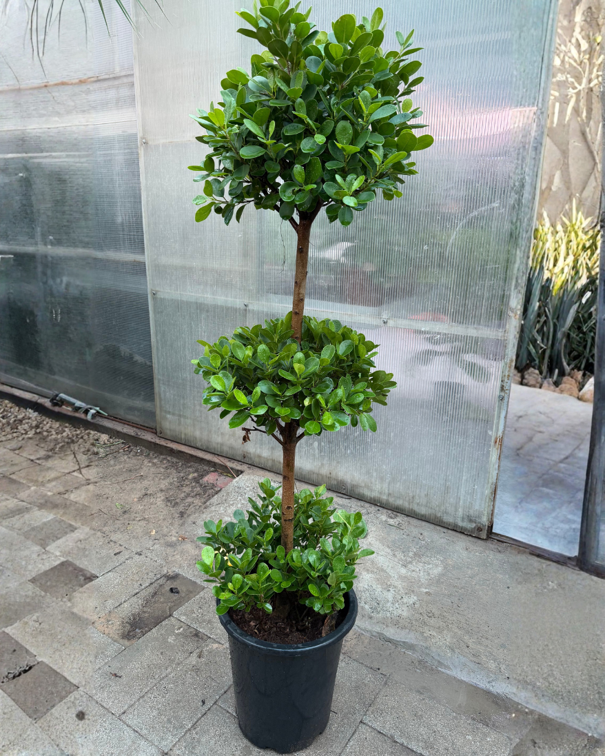 Ficus 3 step