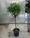 Ficus 1 Step