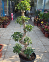 Ficus Bonsai S Shape