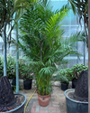 Areca Palm