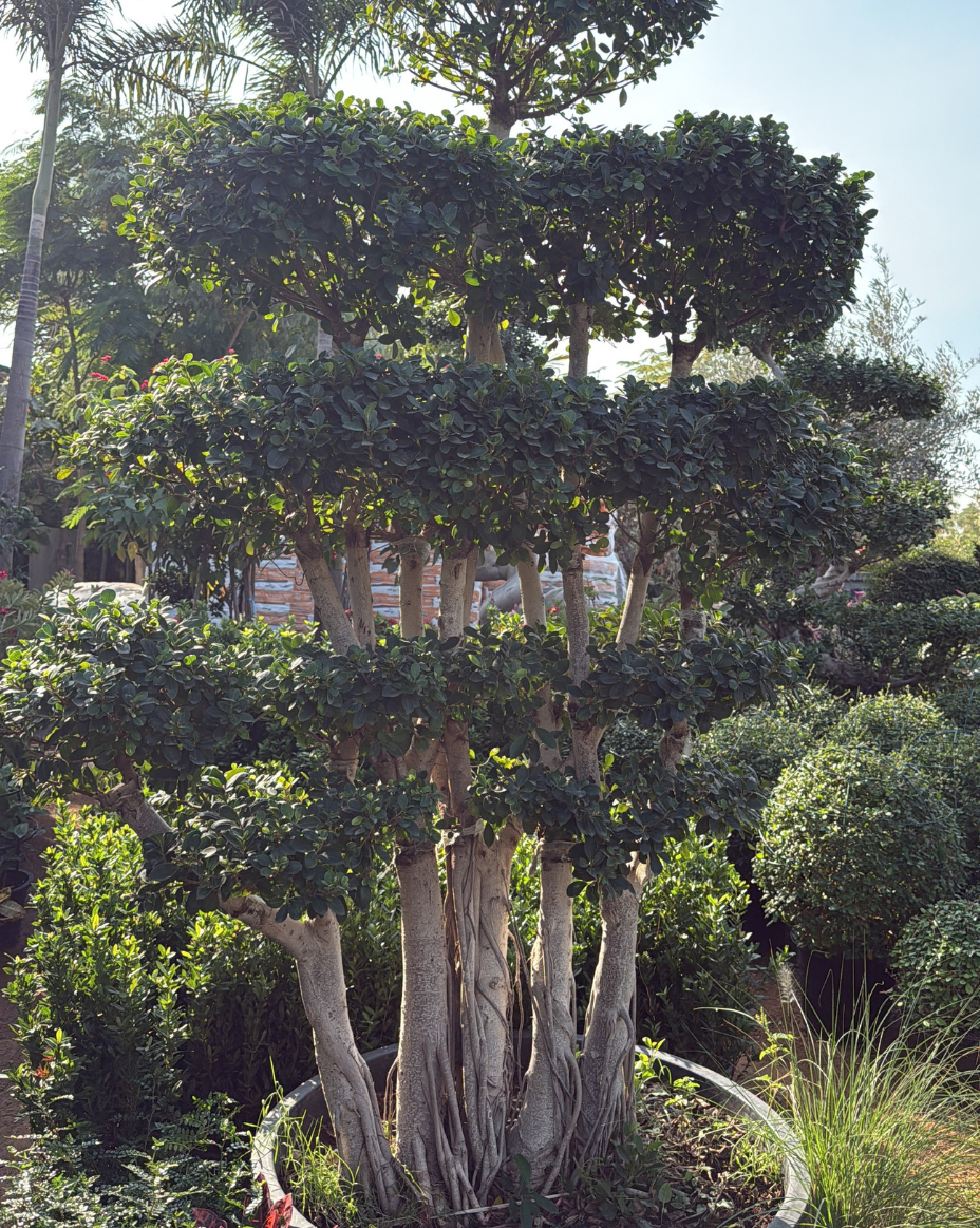 Ficus Bonsai