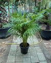 Areca Palm