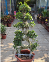 Ficus Bonsai 8 Shape