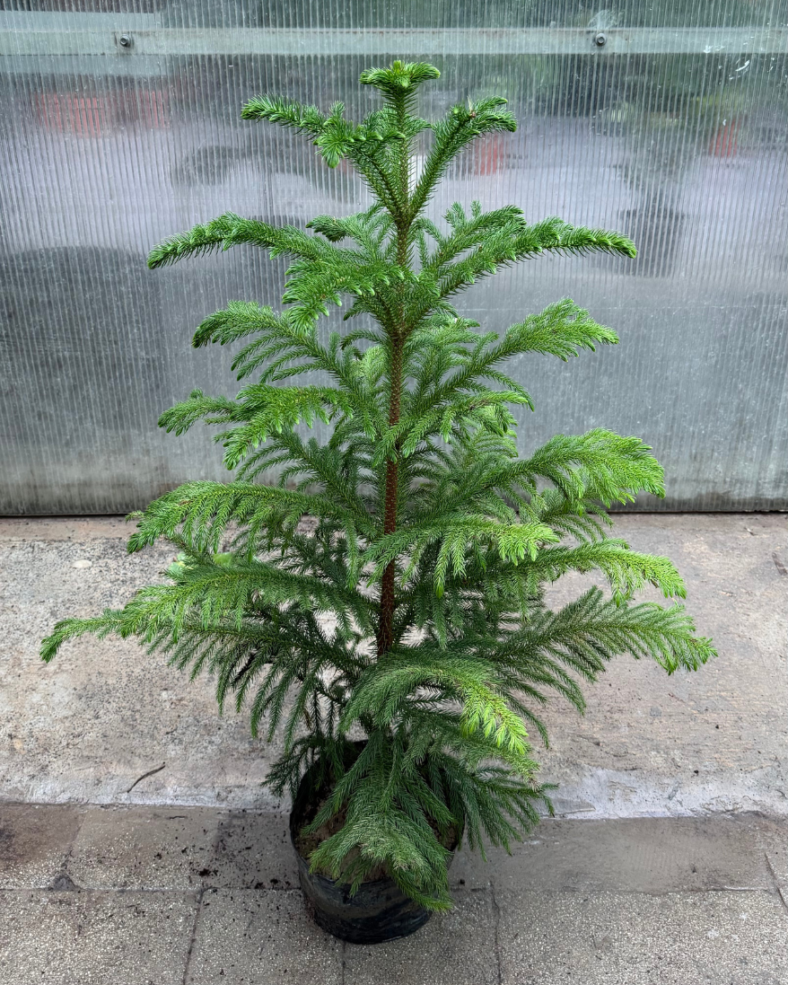 Araucaria