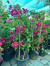 Bougainvillea spectabilis