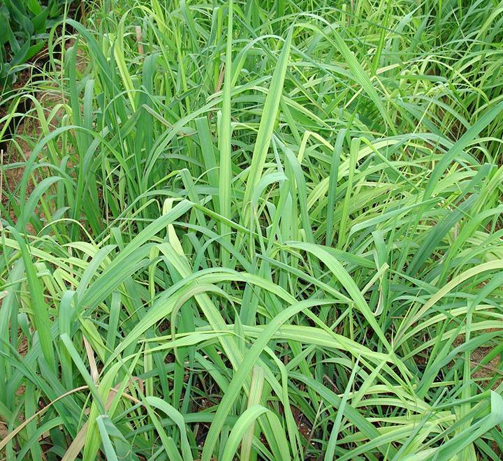 Lemon Grass