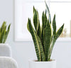 Snake Plant