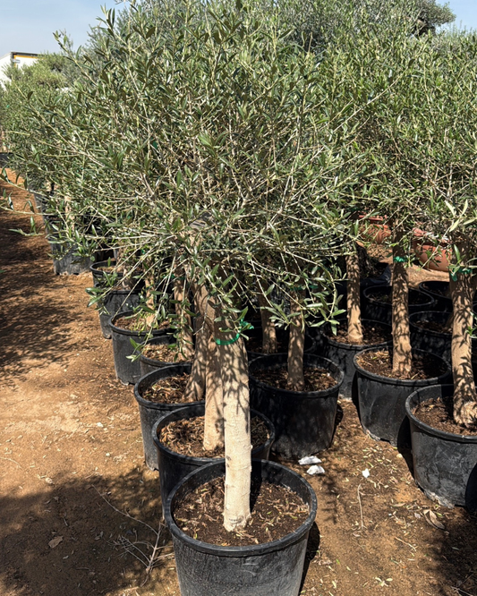 Olive Tree