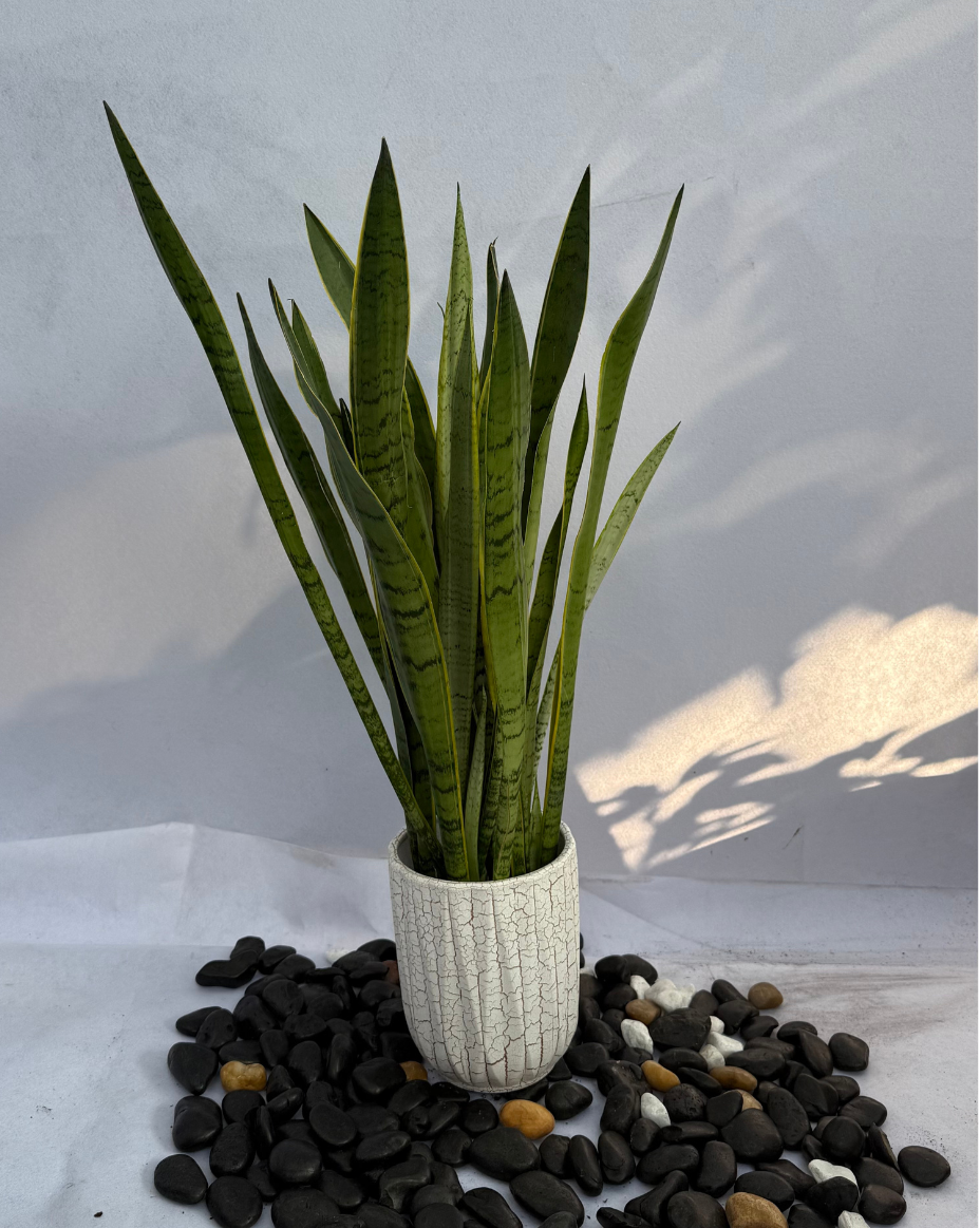 Snake Plant