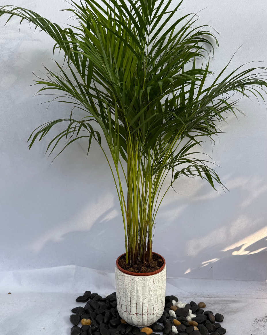 Areca Palm Holland