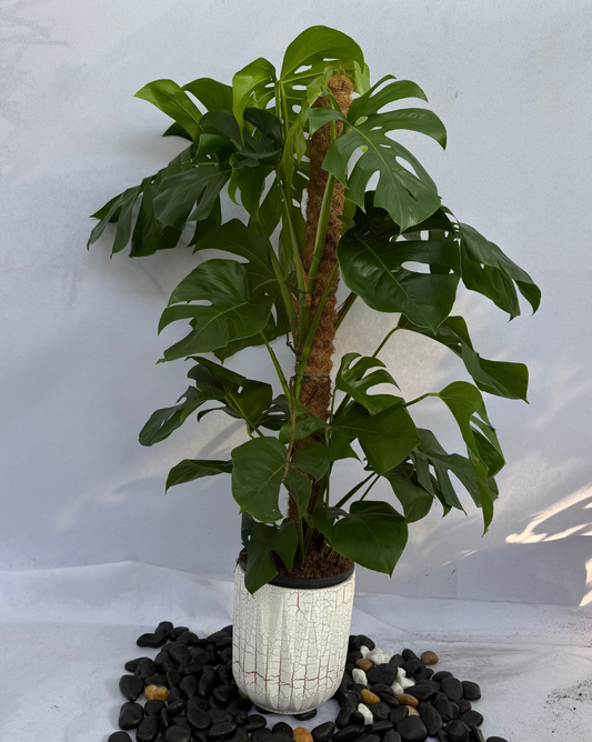 Monstera Holland