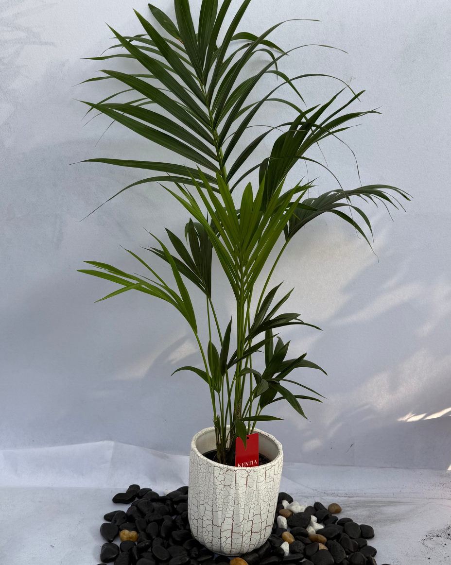 Kentia Palm Holland