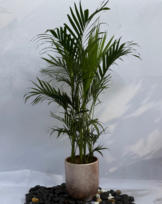 Areeca Palm China