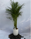 Areeca Palm Holland