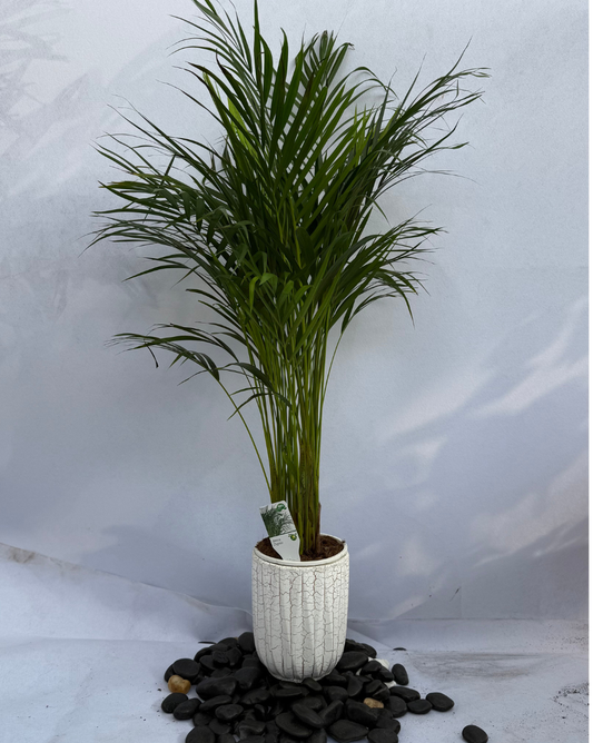 Areeca Palm Holland