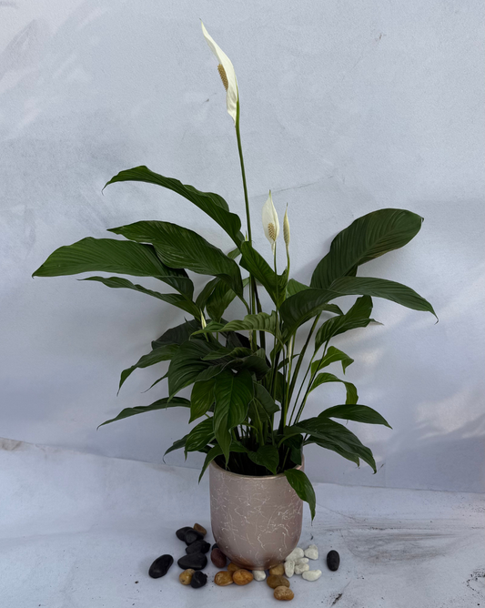 PeaceLily Big