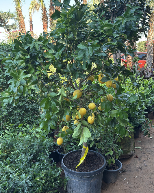 Lemon Spain