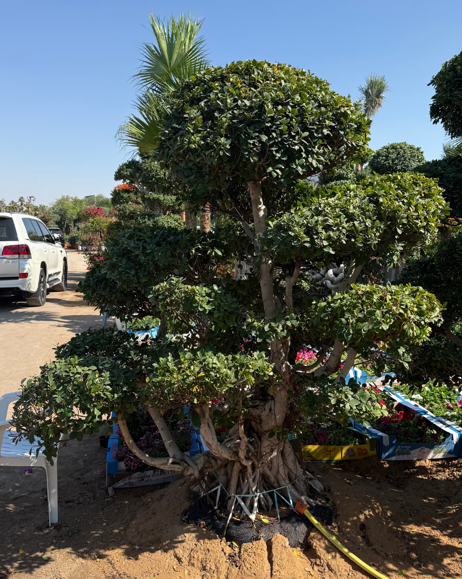 Ficus Bonsai