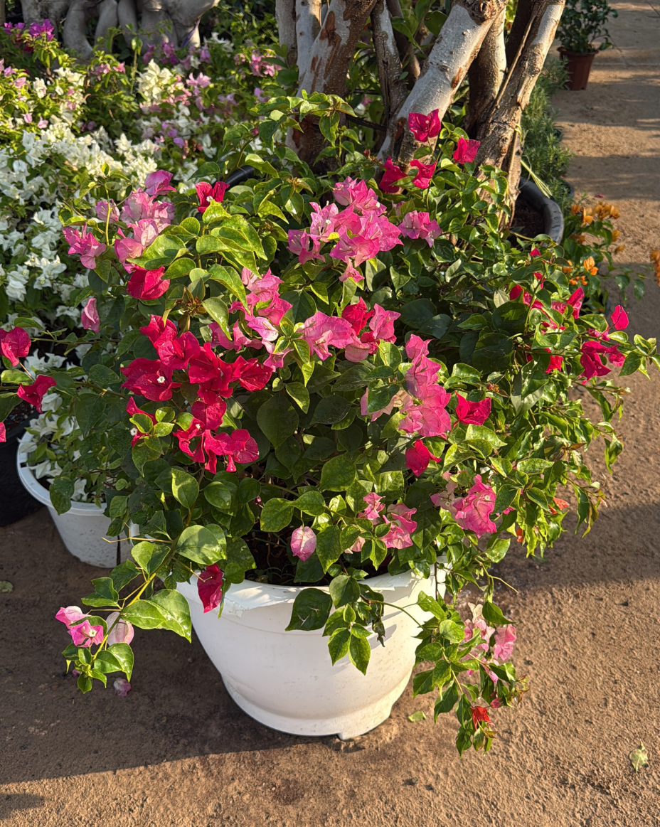 Bougainvillea