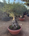 Olive Bonsai
