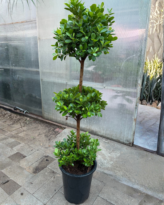 Ficus 3 step
