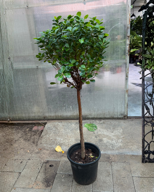 Ficus 1 Step