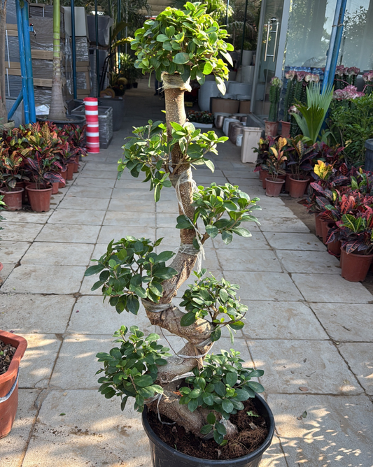 Ficus Bonsai S Shape