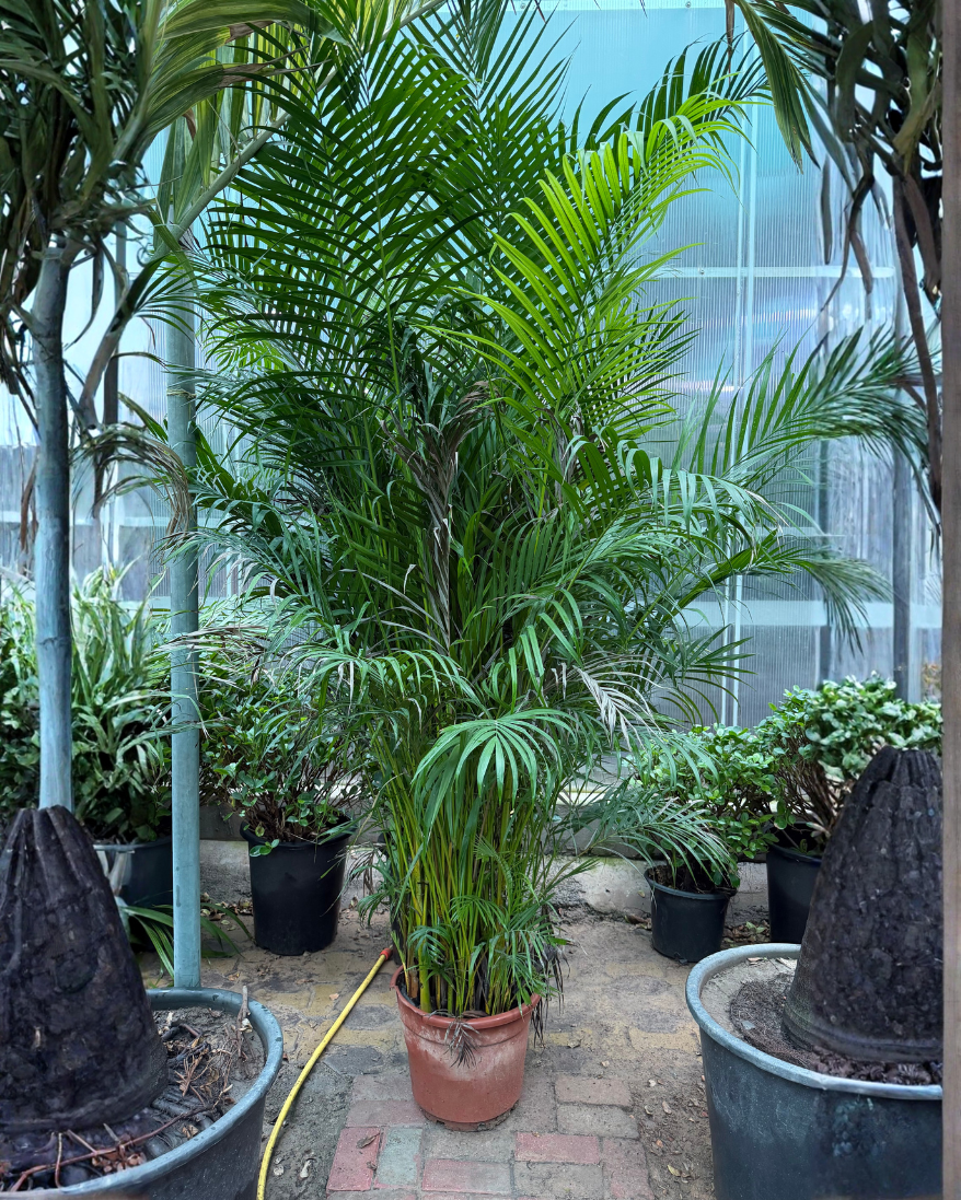 Areca Palm