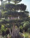 Ficus Bonsai