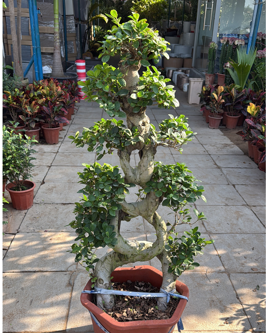 Ficus Bonsai 8 Shape