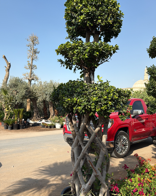 Ficus Bonsai Cage Shap