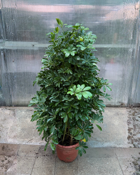 Schefflera