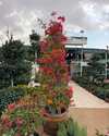 Bougainvillea Cone