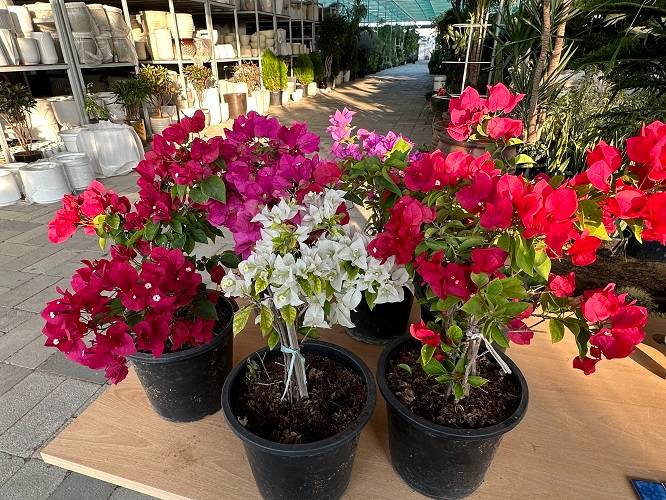 Bougainvillea glabra