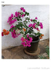 Bougainvillea