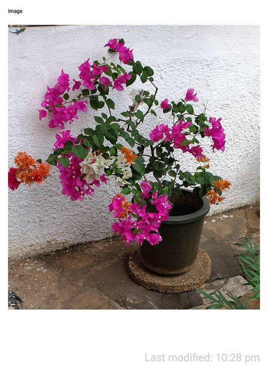 Bougainvillea