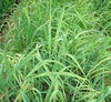 Lemon Grass