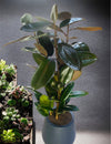Rubber Plant – Ficus Elastica