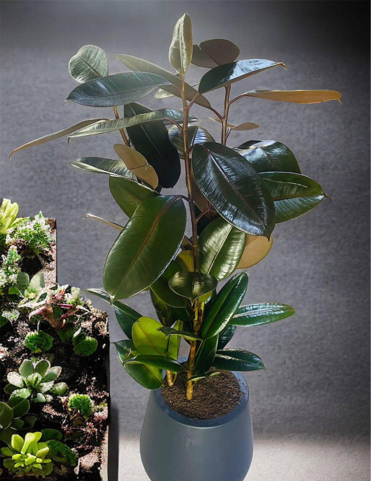 Rubber Plant – Ficus Elastica
