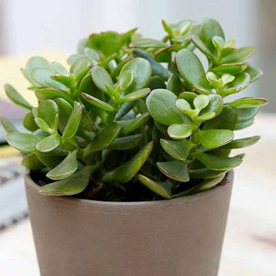 Jade Plant