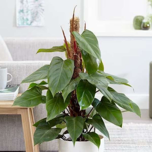 Red Emerald Philodendron