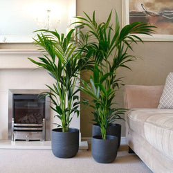 Kentia Palm