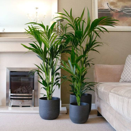 Kentia Palm