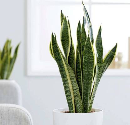 Snake Plant